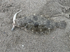 ソゲの釣果
