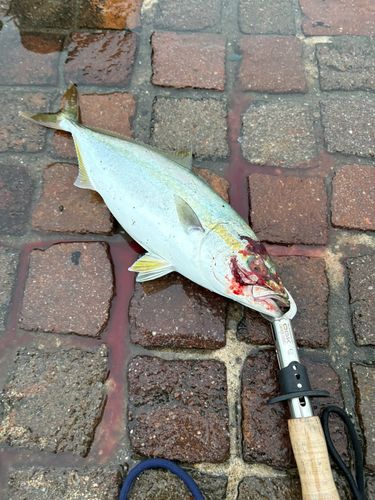 ヤズの釣果