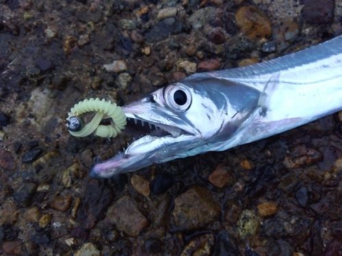 タチウオの釣果