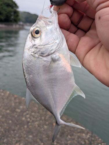 浦戸湾
