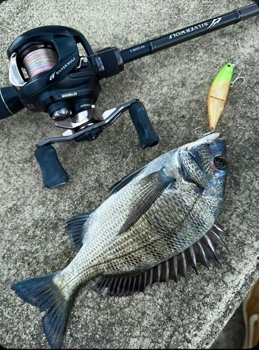 クロダイの釣果
