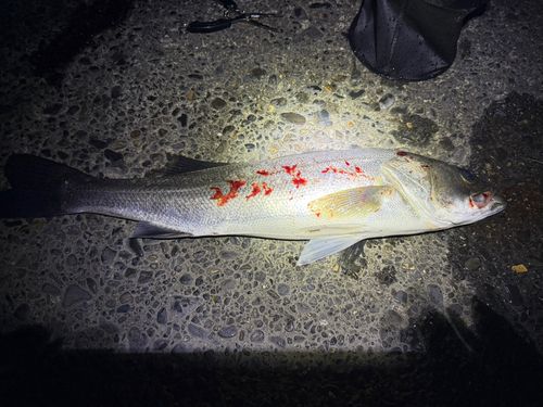 スズキの釣果