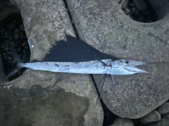バショウカジキの釣果