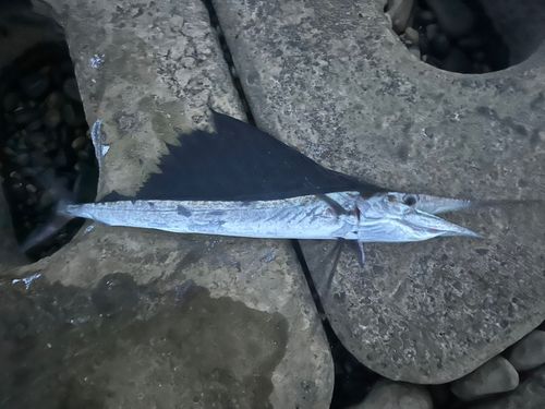 バショウカジキの釣果