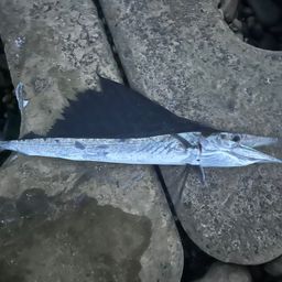 バショウカジキ