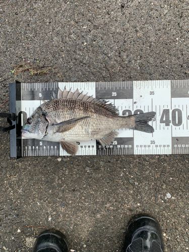 クロダイの釣果