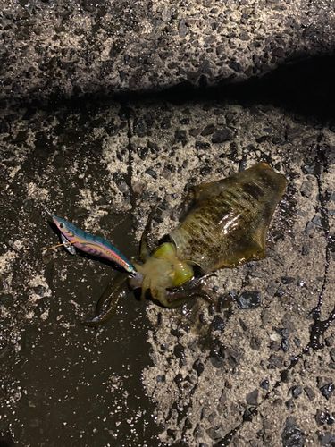 アオリイカの釣果