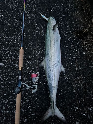 ワラサの釣果