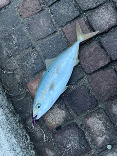 ヤズの釣果