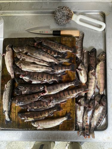 ヤマメの釣果