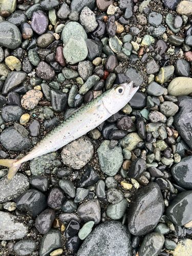 サバの釣果