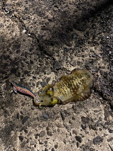 アオリイカの釣果
