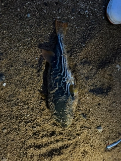 シマフグの釣果
