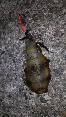 アオリイカの釣果