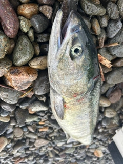 アキアジの釣果