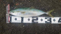 ワカシの釣果