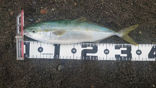 ワカシの釣果
