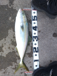 ハマチの釣果