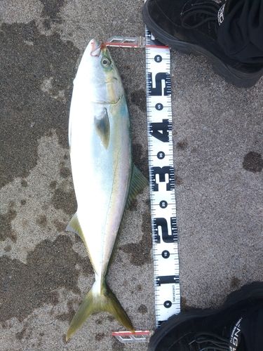 吉浜湾