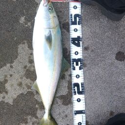 ハマチ