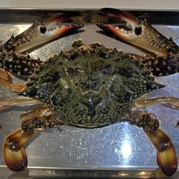 タイワンガザミ