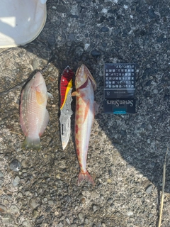 エソの釣果
