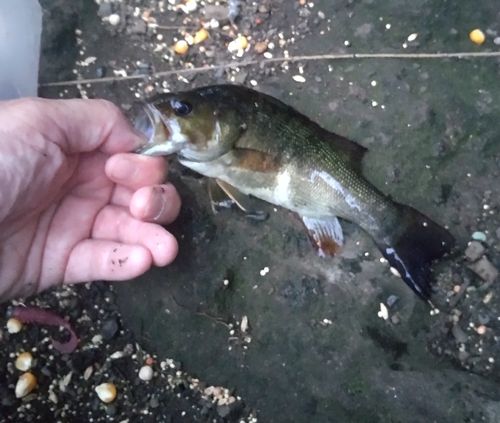 スモールマウスバスの釣果