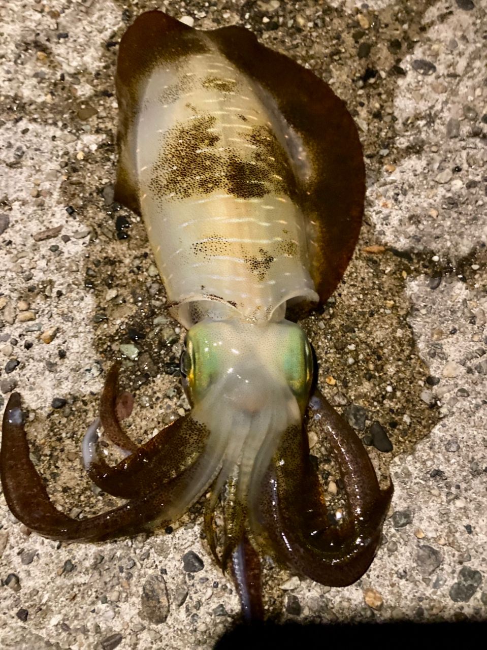 Gamakatsu 23ラグゼ EG S S82MLの最安値・インプレ・釣果 | 本音