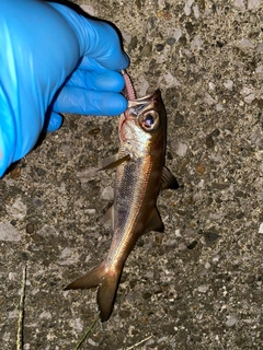 ムツの釣果