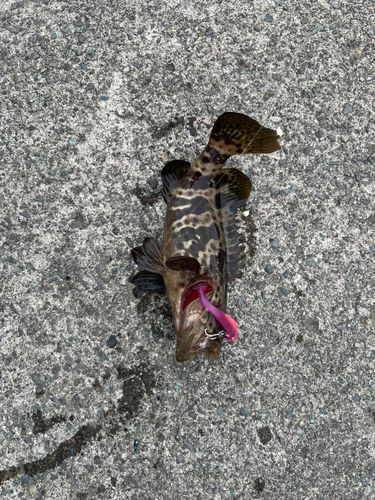 チャイロマルハタの釣果