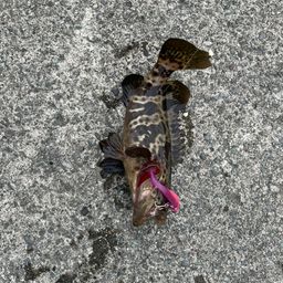 チャイロマルハタ