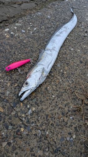 タチウオの釣果