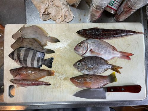 ホシササノハベラの釣果
