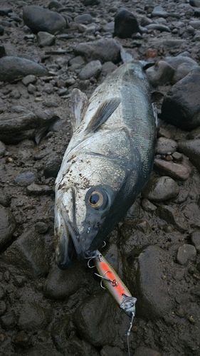 スズキの釣果