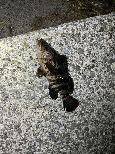相模川下流