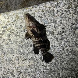 チャイロマルハタ