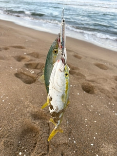 コゾクラの釣果