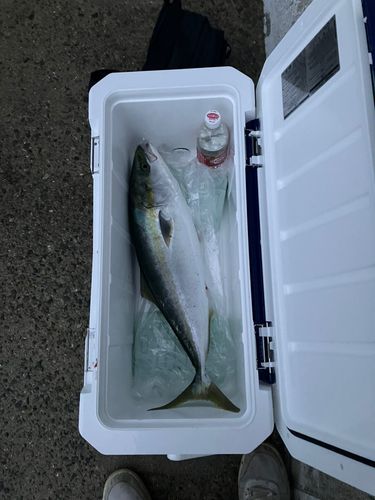 メジロの釣果