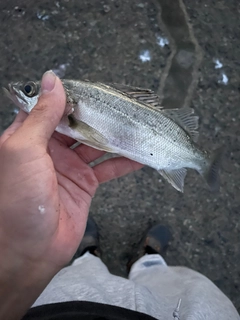 マルスズキの釣果