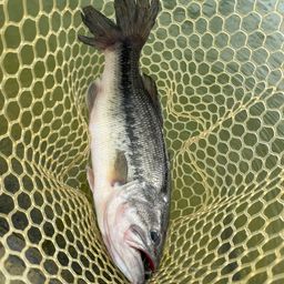 ラージマウスバス