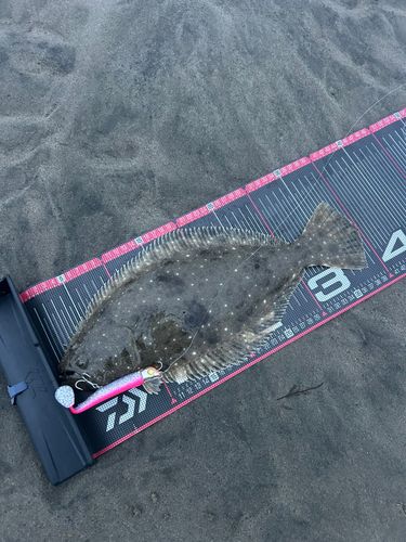 ヒラメの釣果