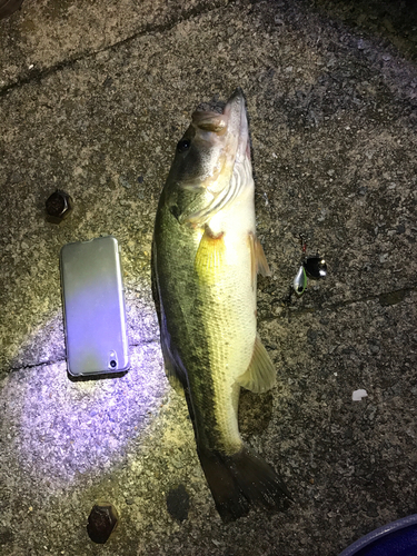 ブラックバスの釣果