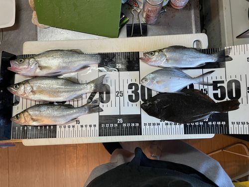 コバンアジの釣果
