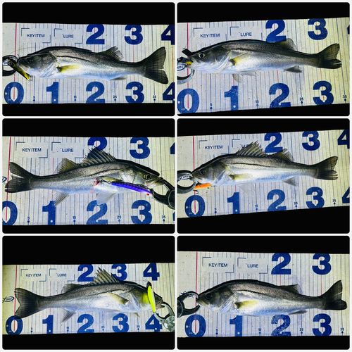 シーバスの釣果