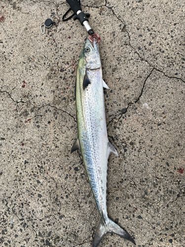 サワラの釣果