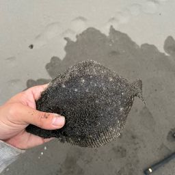 ヒラメ