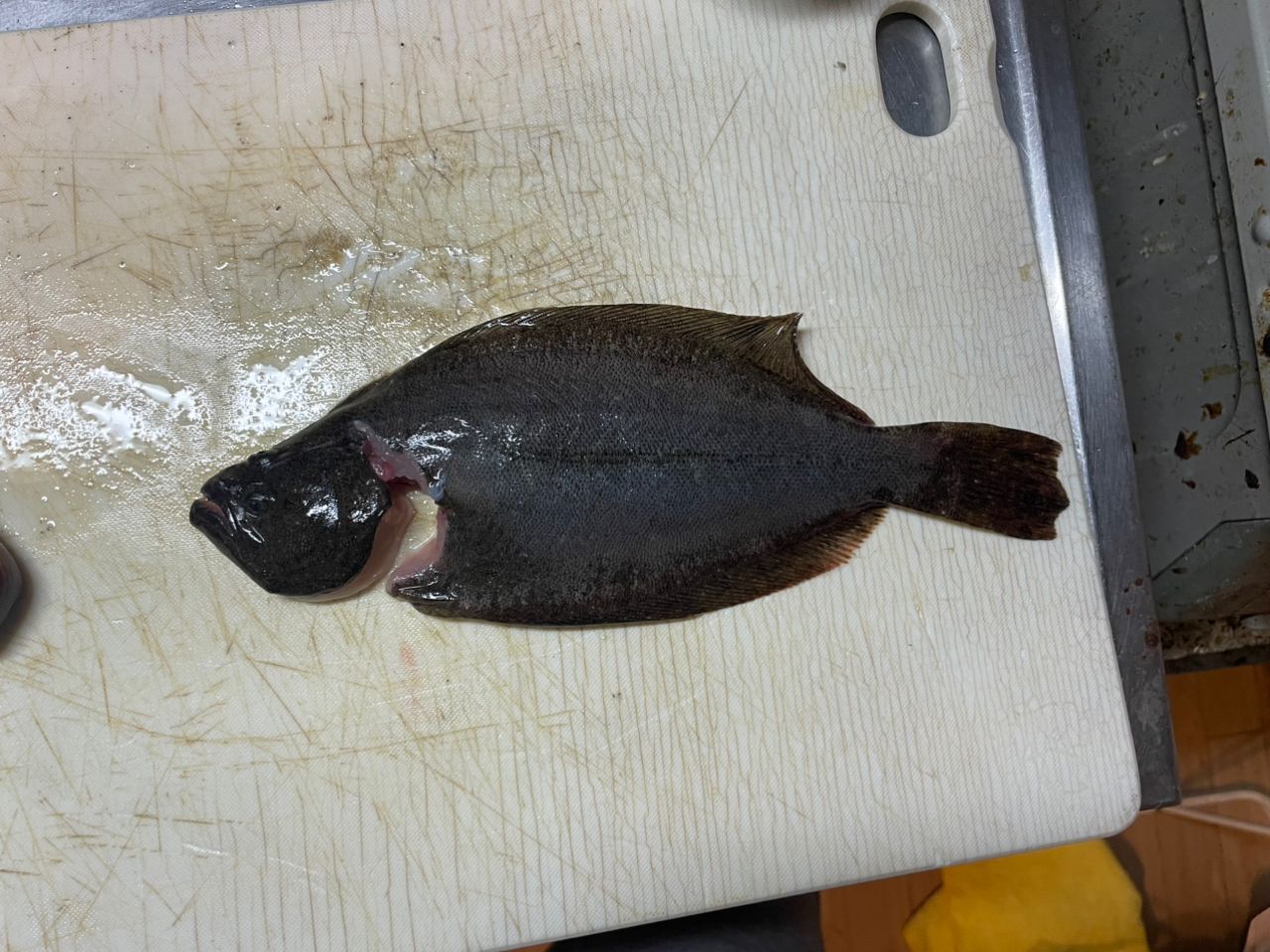 ヒラメ