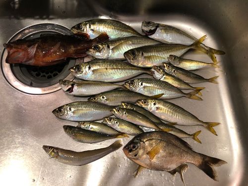 アジの釣果