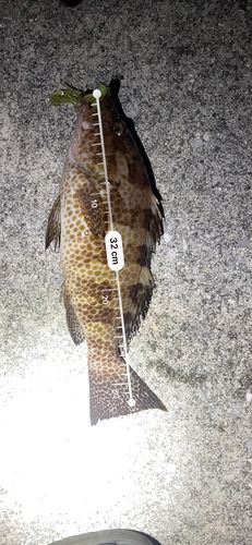 オオモンハタの釣果