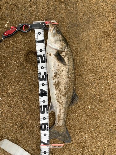 スズキの釣果